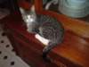 Photo Number 7
