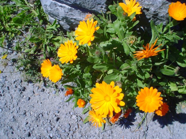dsc07041.jpg