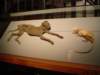 dsc07700_small.jpg