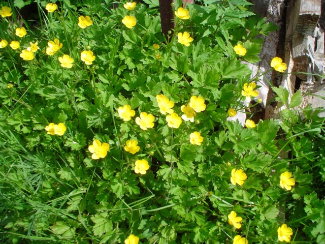 dsc06649.jpg