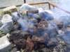 dsc06327_small.jpg