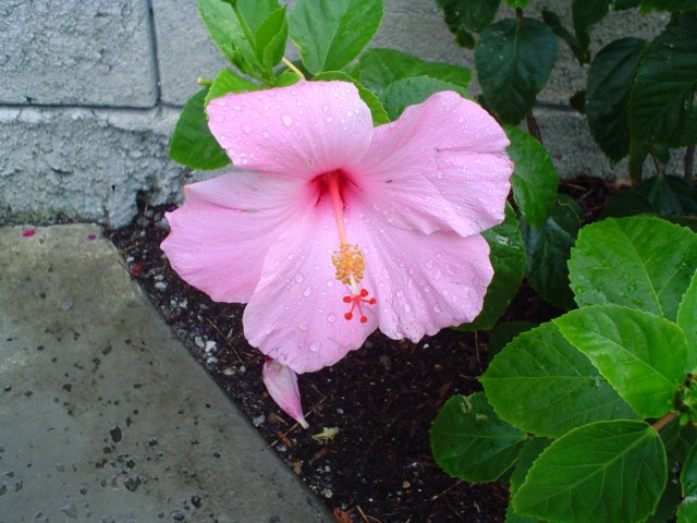 dsc00784.jpg
