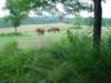 dsc00421_small.jpg
