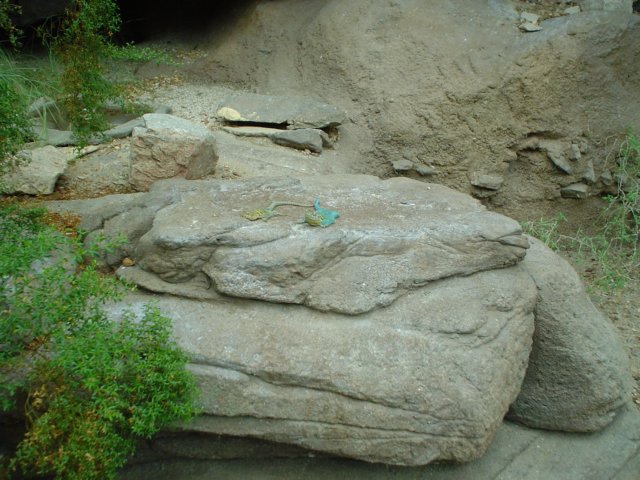 dsc00516.jpg