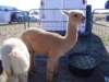 dsc08635_small.jpg