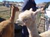 dsc08642_small.jpg