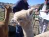 dsc08643_small.jpg