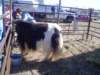 dsc08644_small.jpg
