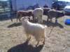 dsc08653_small.jpg
