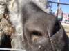 dsc08662_small.jpg