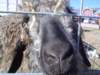 dsc08663_small.jpg