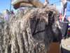 dsc08664_small.jpg