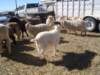 dsc08665_small.jpg