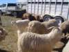 dsc08666_small.jpg