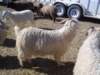 dsc08667_small.jpg