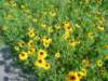 dsc04732_small.jpg