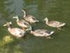 img_3932_small.jpg