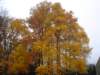 dsc06977_small.jpg