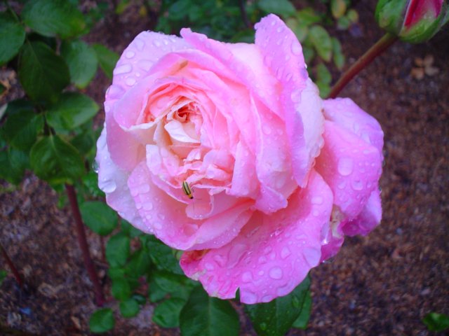 dsc07093.jpg