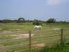 hatterasislandhorses03_small.jpg