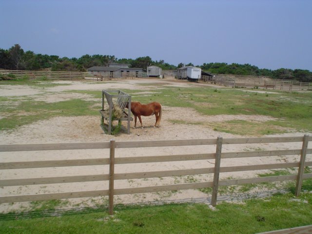 hatterasislandhorses09.jpg