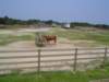 hatterasislandhorses09_small.jpg