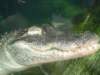 ncaquariumalligator07_small.jpg