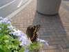 ncaquariumbutterfly04_small.jpg