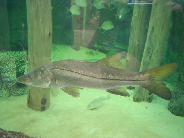 ncaquariumfish05.jpg