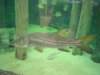 ncaquariumfish05_small.jpg