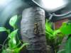 ncaquariumpoisonfrog01_small.jpg