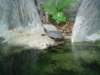ncaquariumturtle01_small.jpg