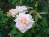 Photo Number 201