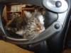 dsc08565_small.jpg