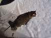 dsc08601_small.jpg