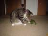 dsc05662_small.jpg
