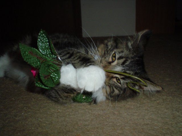 dsc05665.jpg