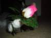 dsc05668_small.jpg