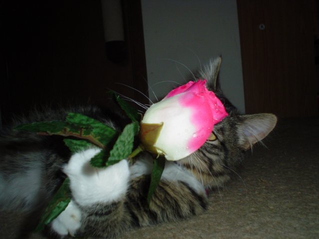dsc05669.jpg