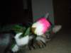 dsc05669_small.jpg