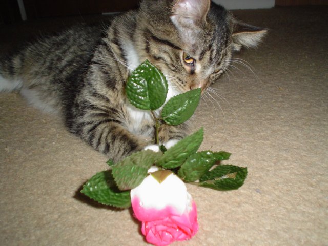 dsc05678.jpg