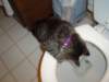 dsc05278_small.jpg