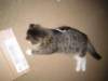 dsc05774_small.jpg
