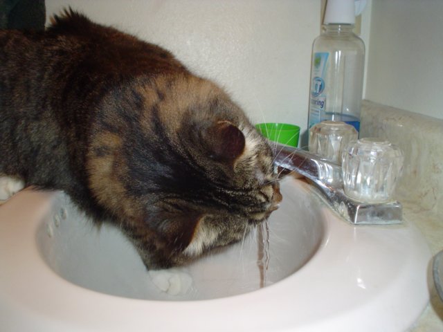 dsc08711.jpg