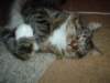 dsc08740_small.jpg