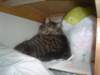 dsc08760_small.jpg