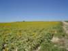 dsc04949_small.jpg