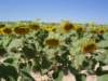 dsc04955_small.jpg