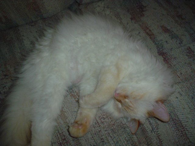 dsc08873.jpg