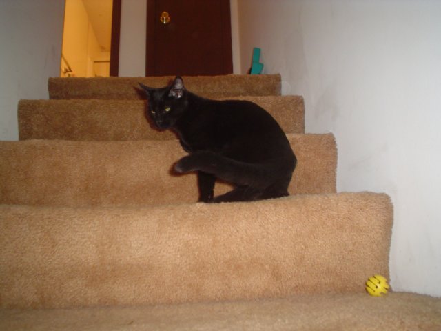 dsc08878.jpg